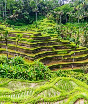 Everything you need to know before visiting Bali