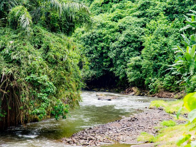 a jungle river in Bali