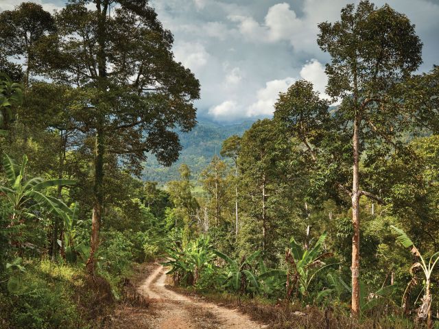 serene jungle trails