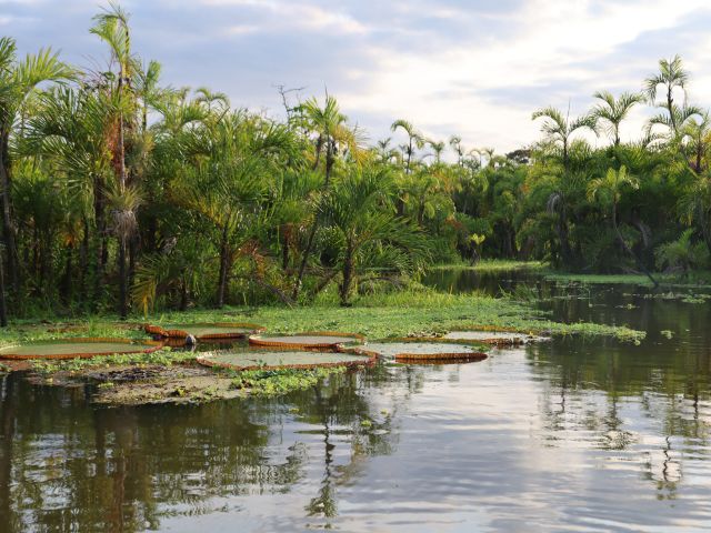 the Amazon River in Peru