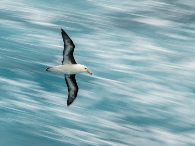 an albatross in Antarctica