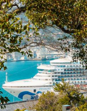 Diamond Princess from Glover Garden