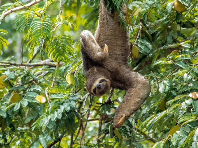 a sloth hanging upside down from a branch