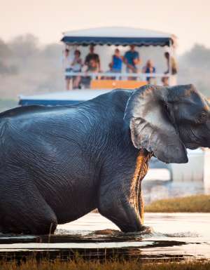 Tourist watching an elephant crossing a river in the Chobe National Park in Botswana, Africa; Concept for travel safari and travel in Africa.