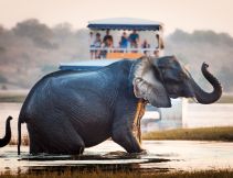Tourist watching an elephant crossing a river in the Chobe National Park in Botswana, Africa; Concept for travel safari and travel in Africa.
