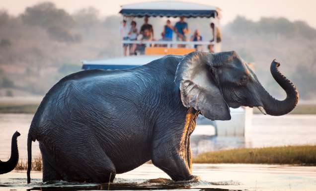 Tourist watching an elephant crossing a river in the Chobe National Park in Botswana, Africa; Concept for travel safari and travel in Africa.