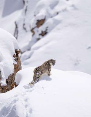 Snow Leopards of Ladakh