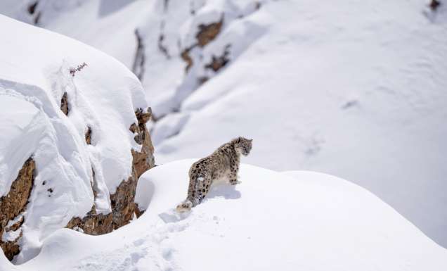 Snow Leopards of Ladakh