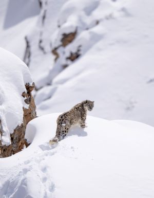 Snow Leopards of Ladakh