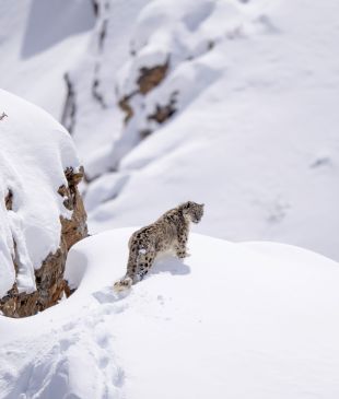 This new 8-day tour is designed to find snow leopards in the Himalayas