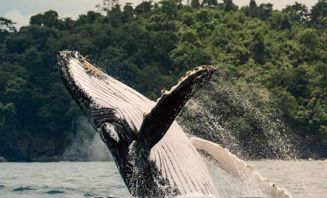 Humpback Whale jumping on its back near islas secas