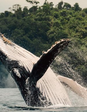 Humpback Whale jumping on its back near islas secas