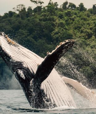 Join whale researchers on this private luxury island in Panama