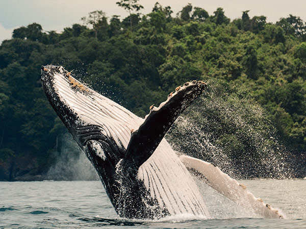 Humpback Whale jumping on its back near islas secas