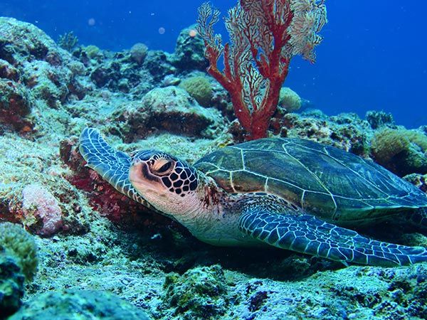 Green Sea Turtle in reef around Miyako Island