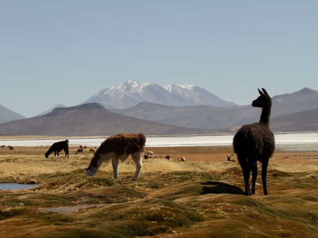 local llamas in Peru