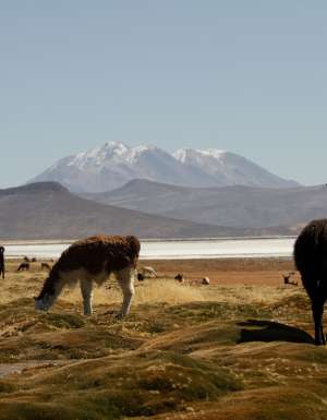 local llamas in Peru