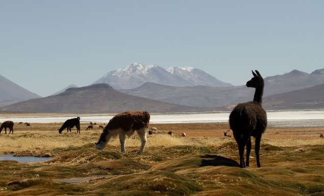 local llamas in Peru