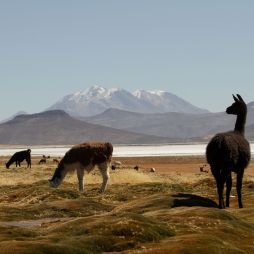 local llamas in Peru