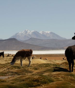 Peru on a plate: Lima, Colca Valley and cruising the Amazon