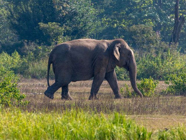 Elephant watch