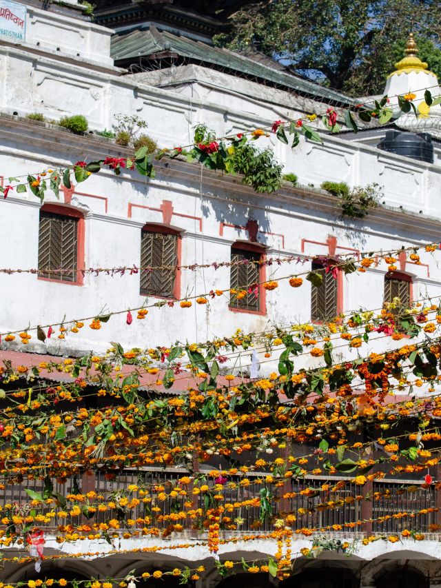 Marigolds 