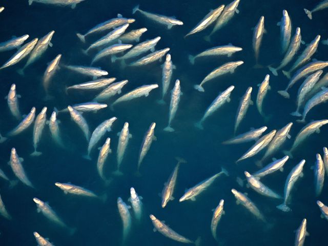 beluga whale migration in canada