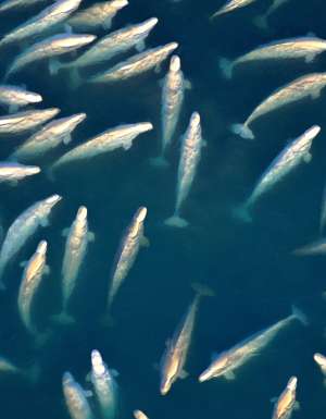 beluga whale migration in canada
