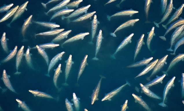 beluga whale migration in canada