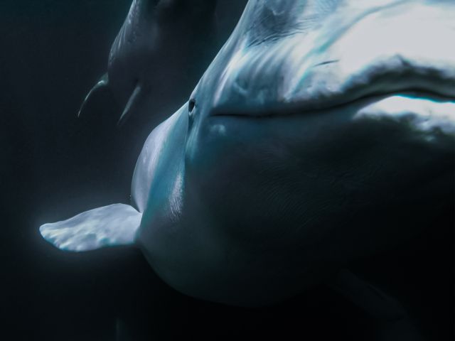 beluga whale in churchill canada