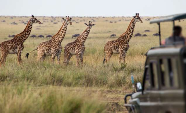 A giraffe herd in Africa