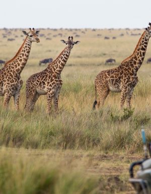 A giraffe herd in Africa