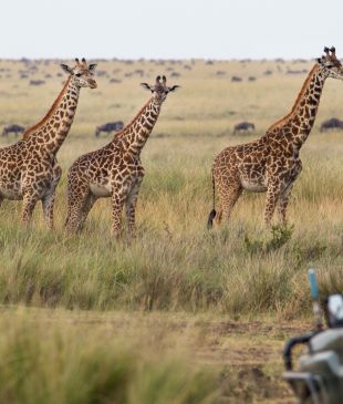 <p>Welcome to <em>the new</em> <strong>International Traveller</strong> website</p>