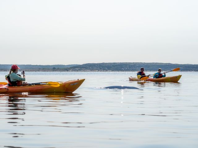 Kayaking Sea North Tours Churchill River-Estuary Churchill AUG