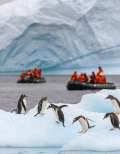 Gentoo penguins (Pygoscelis papua) on an iceberg as Antarctic tourists pass by on a Zodiac cruise