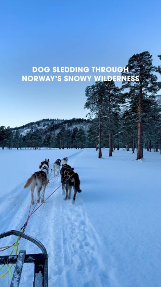 Dog sledding through Norway