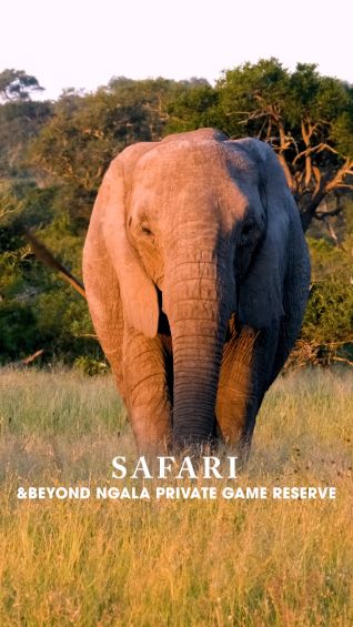 andBeyond Ngala Private Game Reserve safari