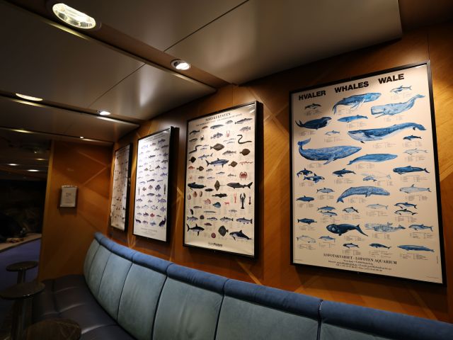 MS Trollfjord review, Hurtigruten