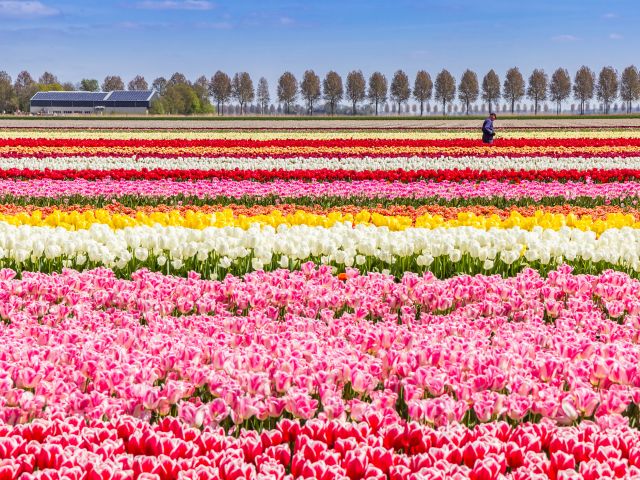 Rows of vibrant tulips at a farm in Bollenstreek in The Netherlands