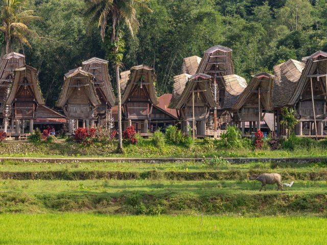 Coral Expeditions visits Tana Torajaland in indonesia