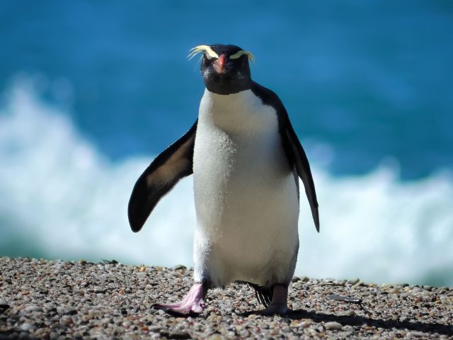 A lone Fiordland Crested Penguin making its way back to the nest after a day feeding at sea