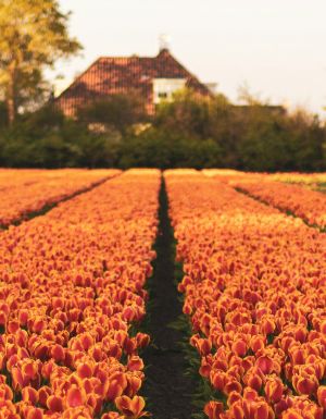 orange tulips at Keukenhof in the netherlands
