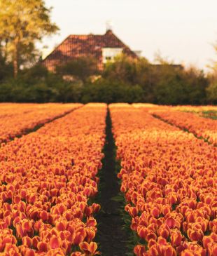 <p><i>Blooming marvelous</i>: your guide to the <strong>Netherlands’</strong> tulip time</p>