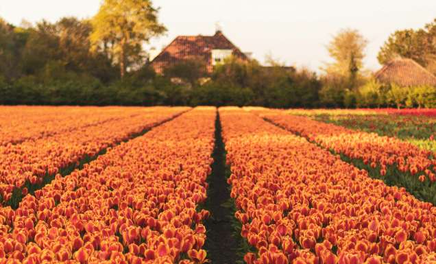 orange tulips at Keukenhof in the netherlands