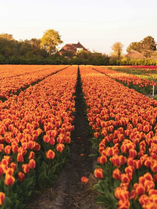 orange tulips at Keukenhof