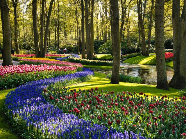 Keukenhof tulips in the netherlands