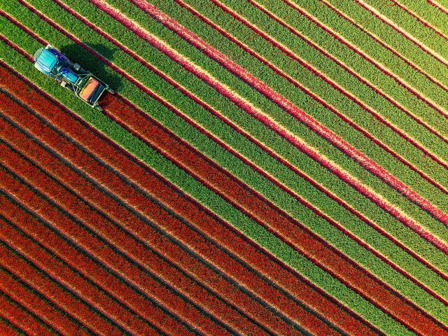 Tulip topping tractor in a field of tulips during springtime Noordoostpolder, Flevoland