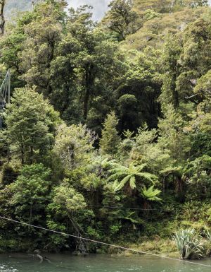 Pyke River Swing Bridge along hollyford valley walk