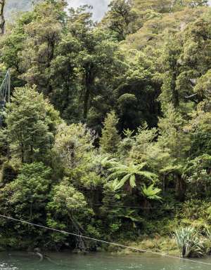Pyke River Swing Bridge along hollyford valley walk