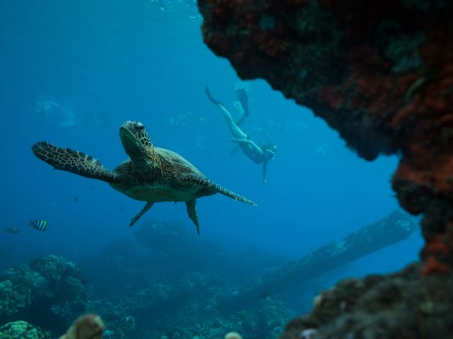 UnCruise guest snorkelling with Mala turtles in Hawaii